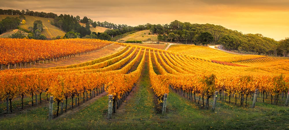 Barossa Valley Vineyards